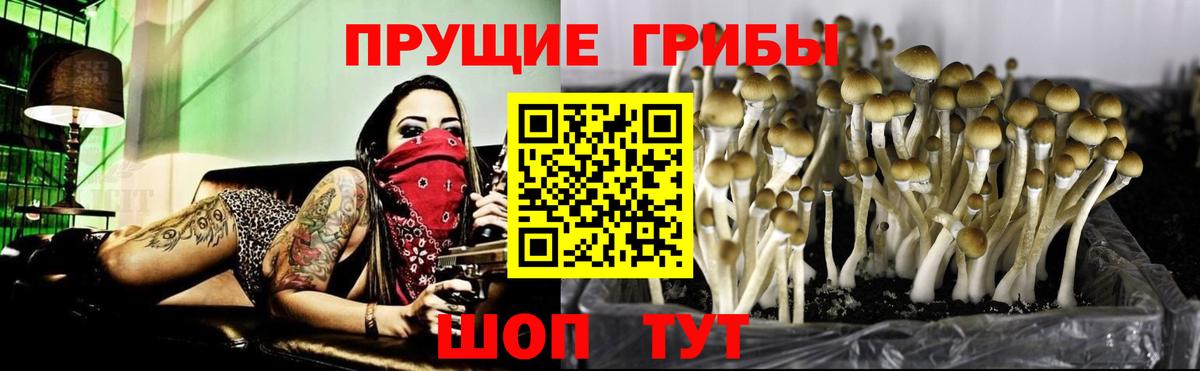 Сорочинск  Псилоцибиновые грибы мицелий  Вход с VPN 
